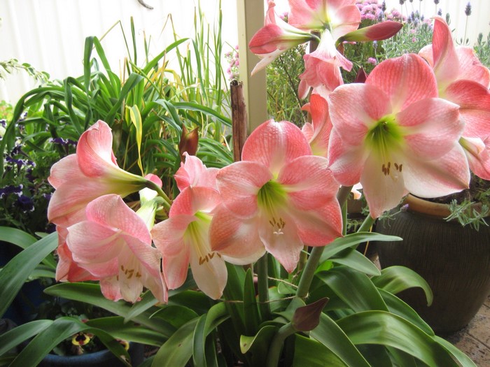 Pink Amaryllis flowers in a garden