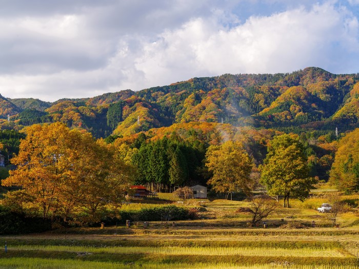 Autumn forest on hills with rice fields