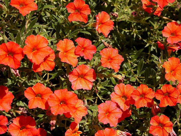 Orange Calibrachoa flowers in close-up