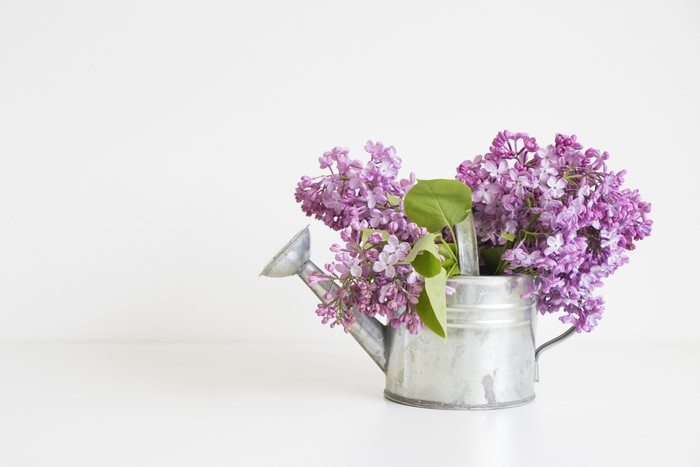Lilac in a watering can on a white background