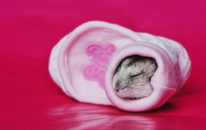 Hamster sleeping in a pink sock