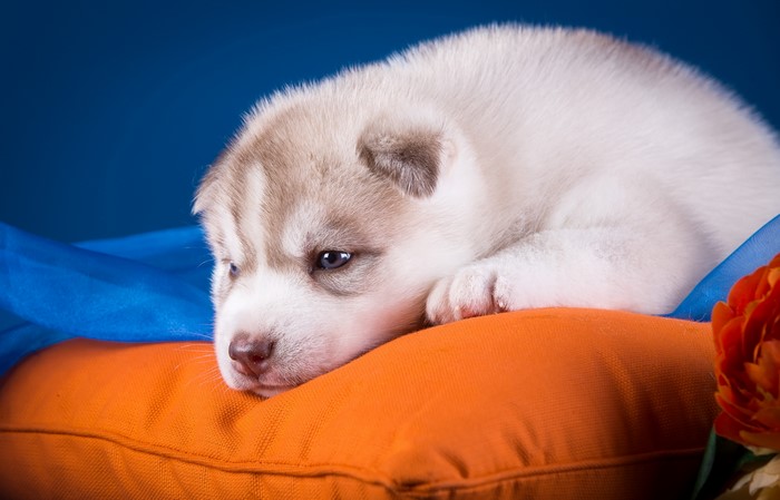 Husky puppy lying on an orange pillow