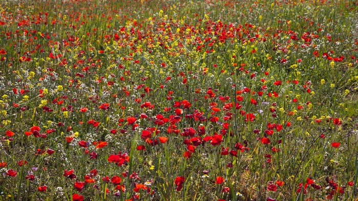 Field of Poppies and Wildflowers