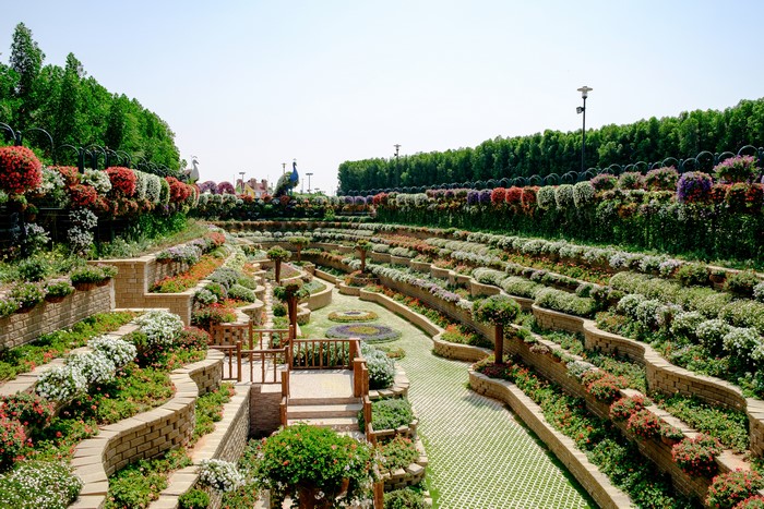 4K Miracle Garden Dubai Gardens Design Shrubs