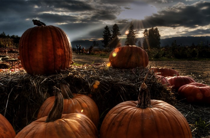 Pumpkins on straw bales at sunset