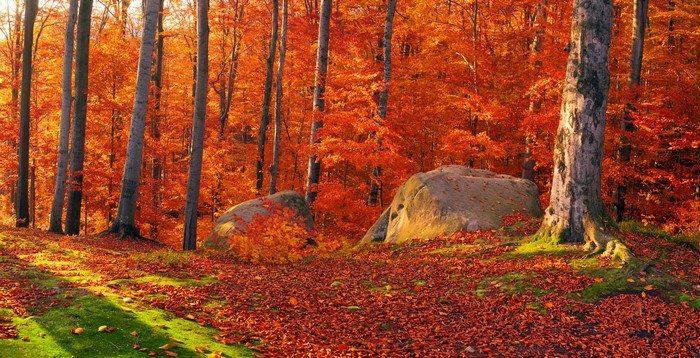 Autumn forest in Zakarpattia, Ukraine with stones and foliage
