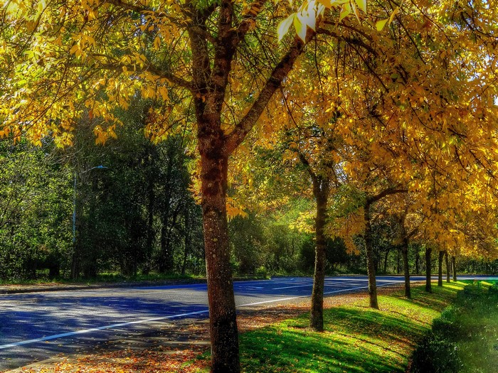 Autumn trees line a road with fallen leaves