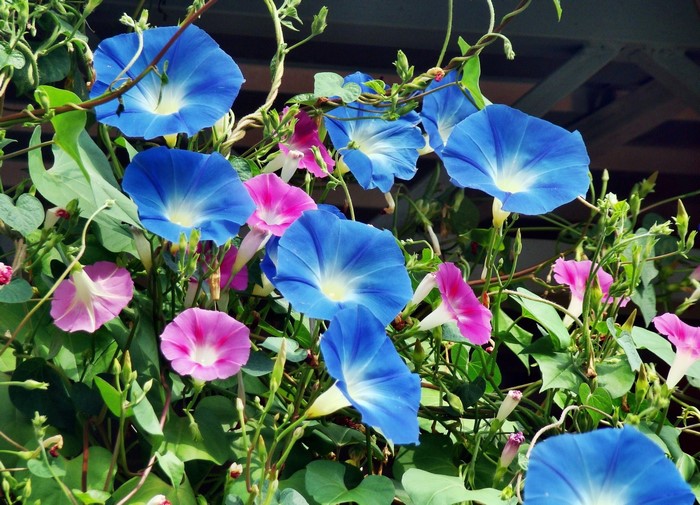 Blue and pink morning glory flowers on a vine