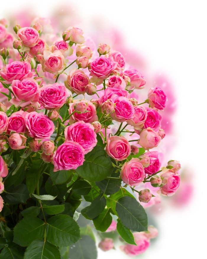 Pink Roses Bouquet on White Background