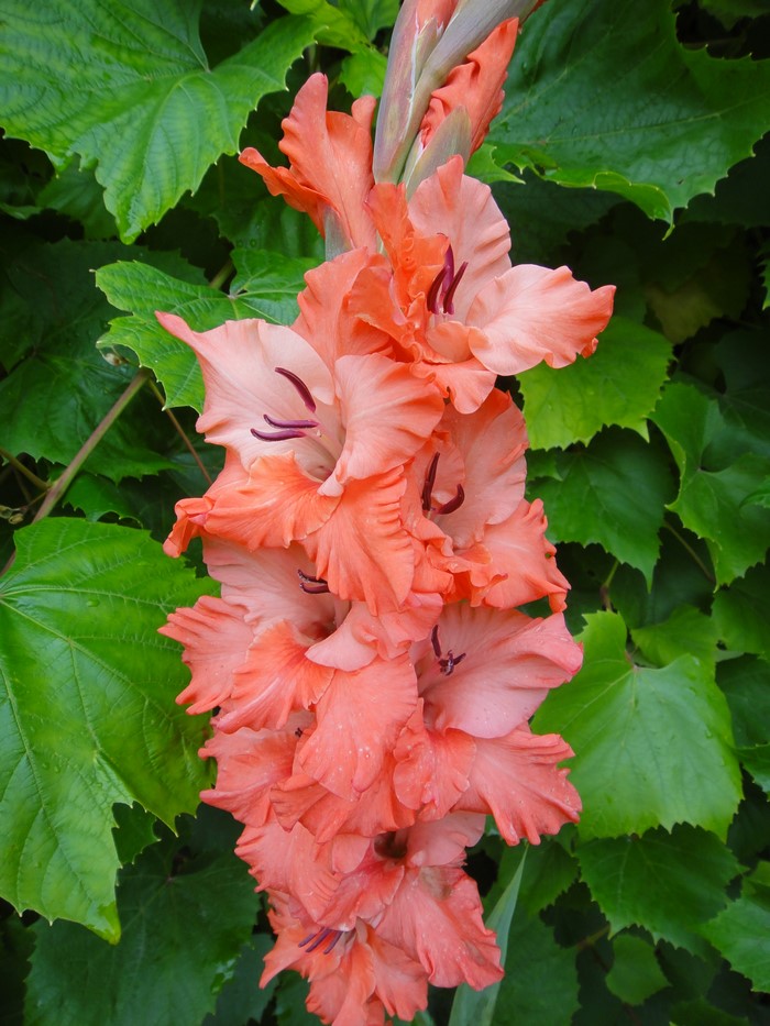 Close-up of pink Gladioluses in bloom