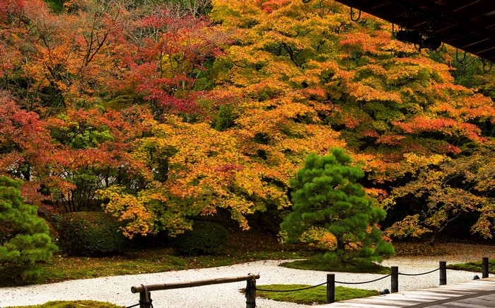 Autumn foliage in a Japanese garden with a wooden walkway