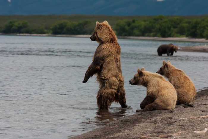 Brown Bears at Kurile Lake, Kamchatka Peninsula, Russia