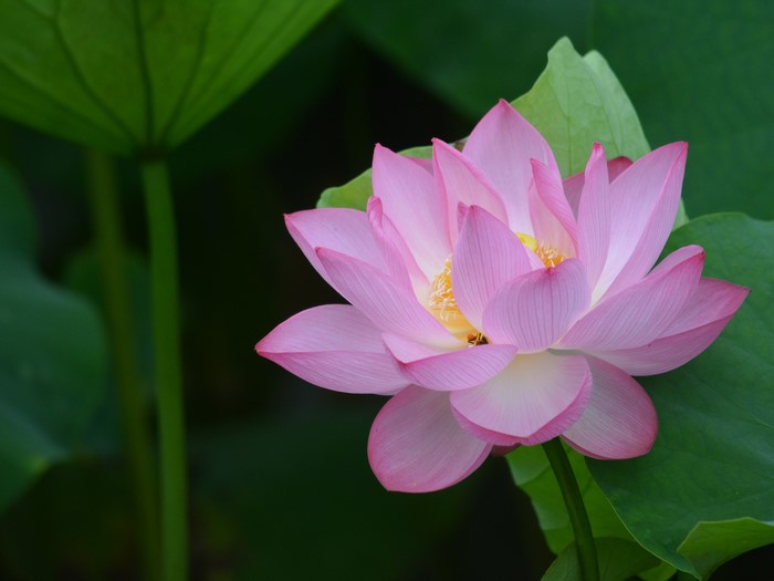 #835317 Closeup, Lotus flower, Pink color - Rare Gallery HD Wallpapers