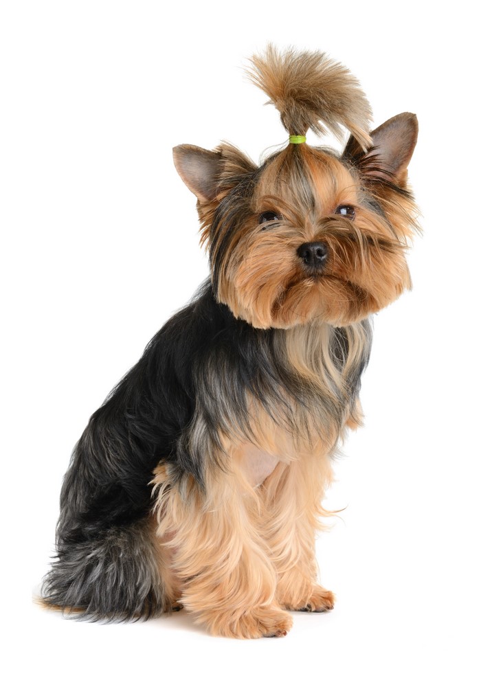 Yorkshire terrier with a ponytail on white background