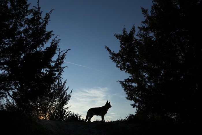 Silhouette of a dog against a twilight sky