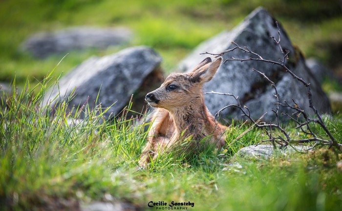 Baby deer resting in green grass near rocks