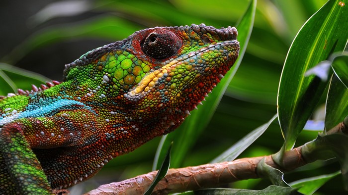 Closeup of a colorful chameleon on a branch