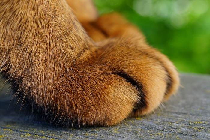 Close-up of a cat's paw