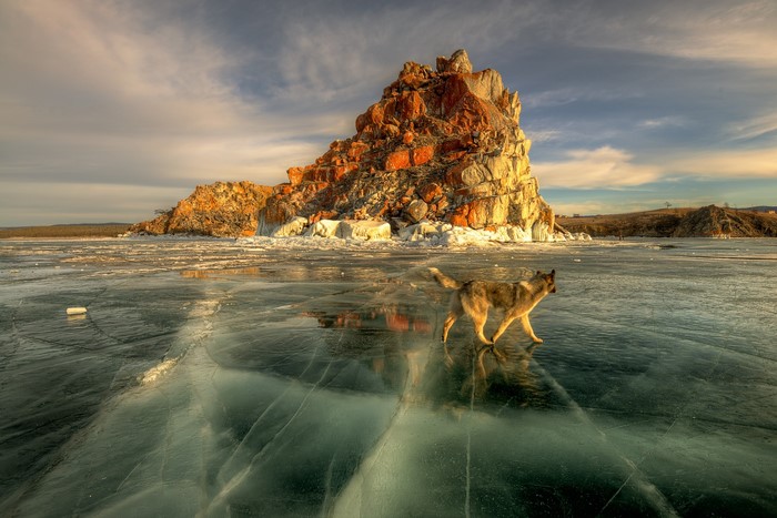 Dog on frozen Lake Baikal, Russia