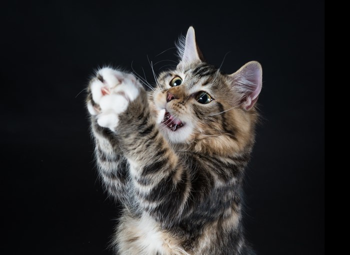 Kitten playing with paws