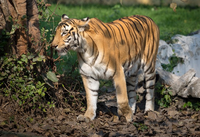 Tiger in a forest setting