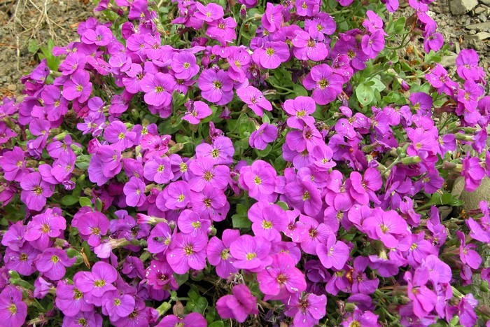 Many violet Lobelia flowers in bloom
