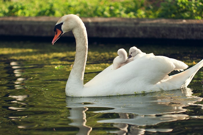 4K Swans with Nestlings on Water