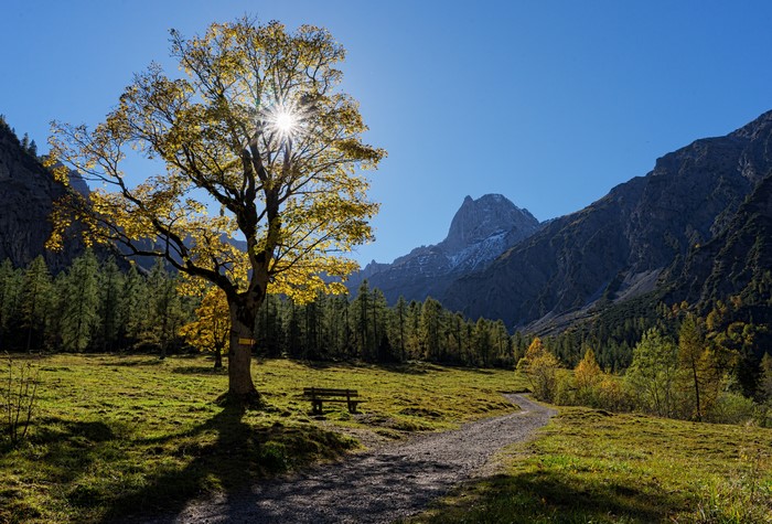 Autumn tree and mountains in Tyrol, Austria