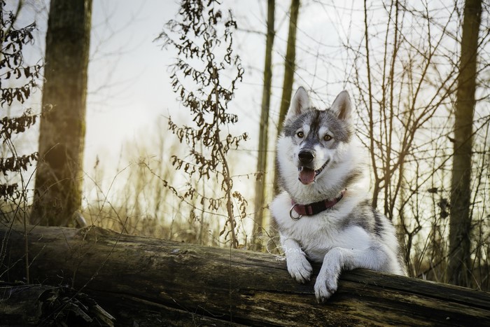 Husky dog lying on a log in a forest