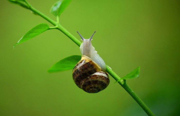Snail on a green plant stem