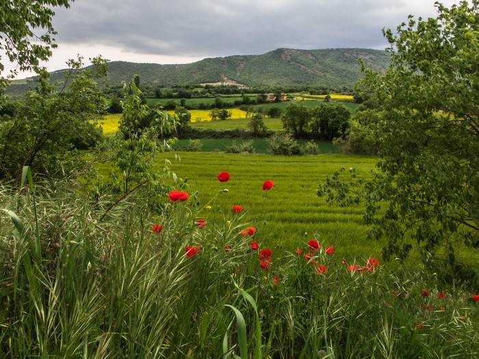 Poppies in a field in Catalonia, Spain