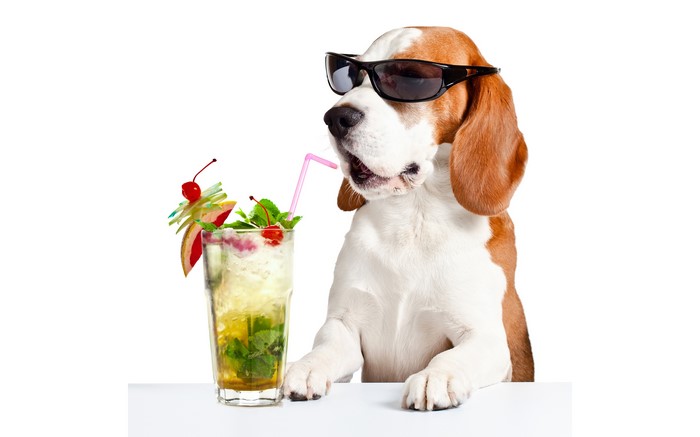 Beagle dog wearing sunglasses drinks a cocktail