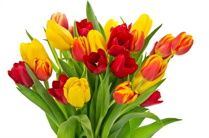 Bouquet of Red and Yellow Tulips on White Background