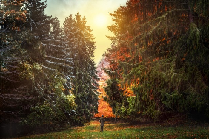 Person walking through a forest in autumn