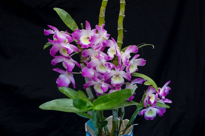 Pink and white orchids on a black background