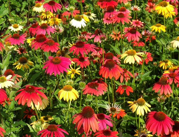 Field of colorful Echinacea purpurea flowers