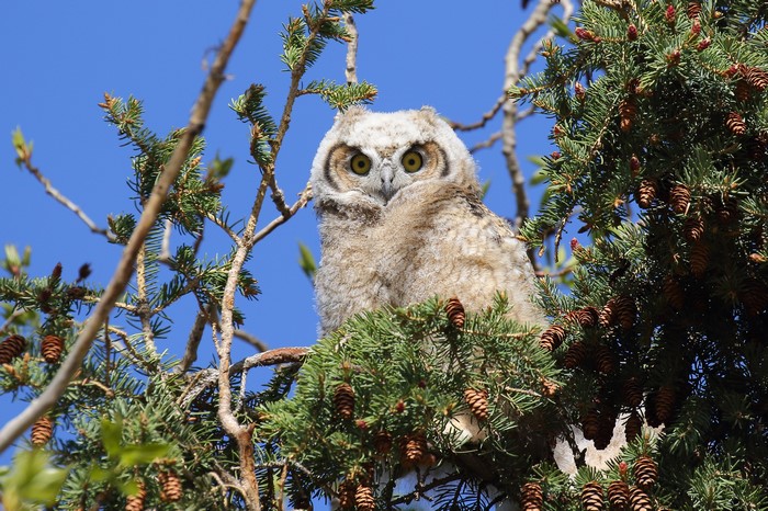 Young owl perched on a pine tree branch