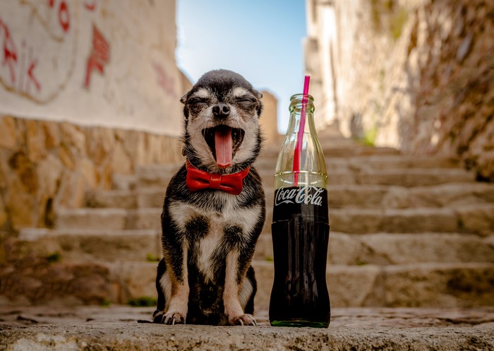 Chihuahua yawning next to a Coca-Cola bottle on stairs