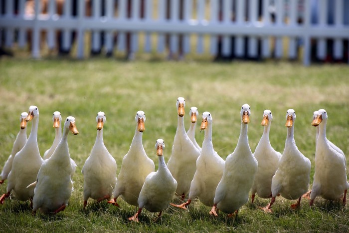 A flock of white ducks walking on grass