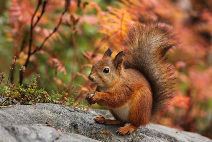 Red squirrel eating a nut on a rock
