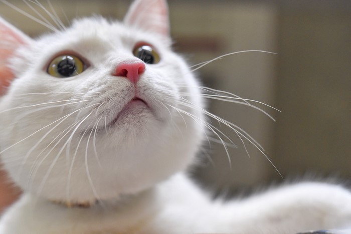 Close-up of a white cat looking up