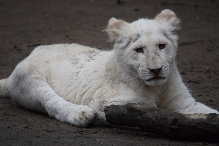 White Lion Cub Lying Down