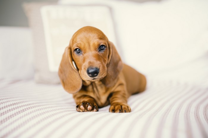 Cute Dachshund puppy lying on a striped blanket