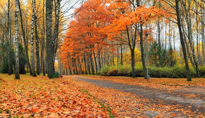 Autumn Road Covered with Fallen Leaves