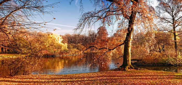 Autumn pond with colorful trees and fallen leaves