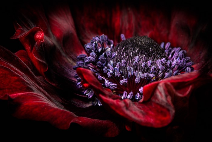 Macro Closeup of a Red Anemone Flower