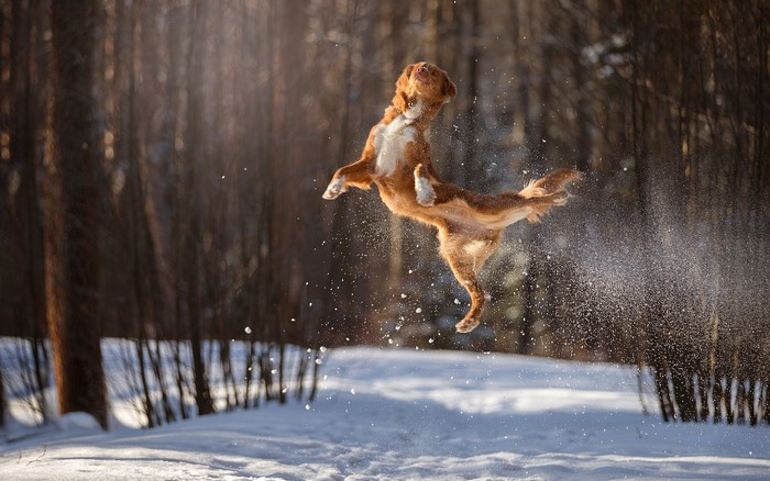 Dog jumping in the snow
