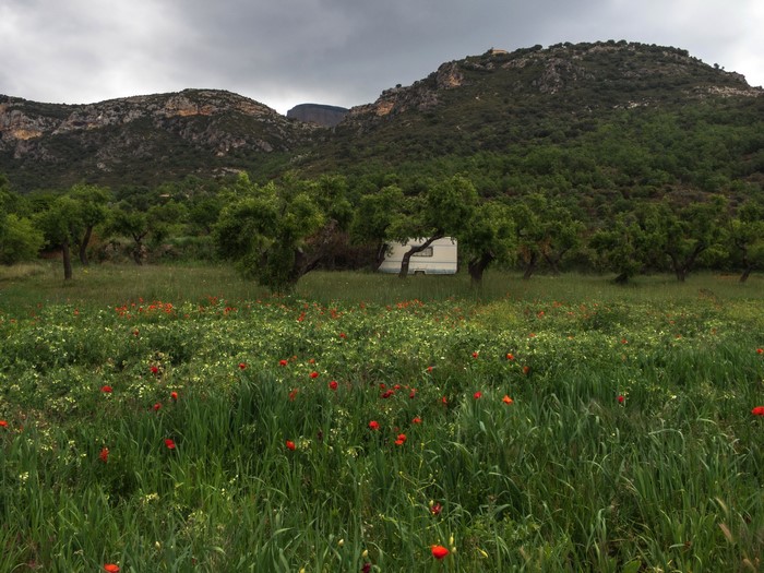Camper van in a field of poppies and trees with mountains