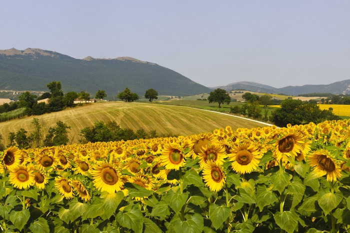 Field of Sunflowers with Rolling Hills