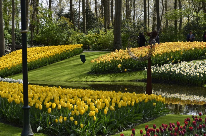 Keukenhof Gardens with Tulips and Daffodils in the Netherlands